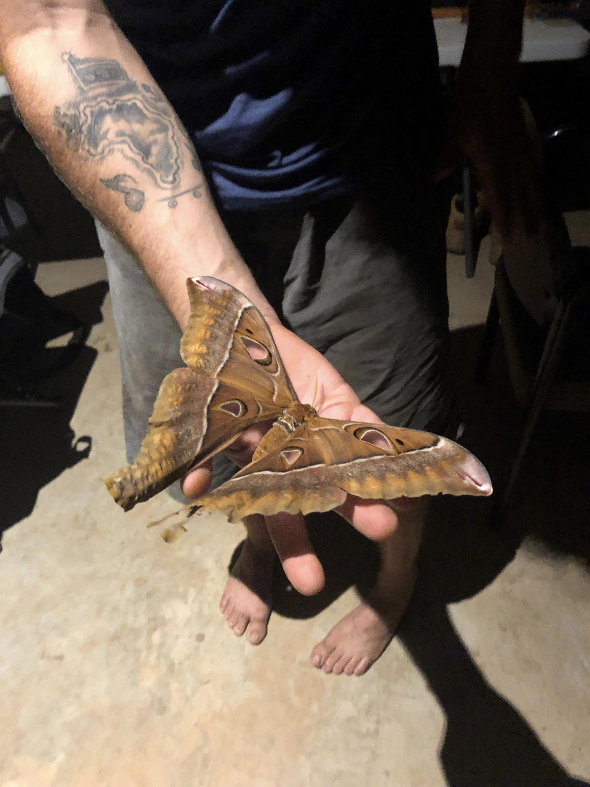 The Hercules Moth: The Moth That Doesn't Eat - Australian