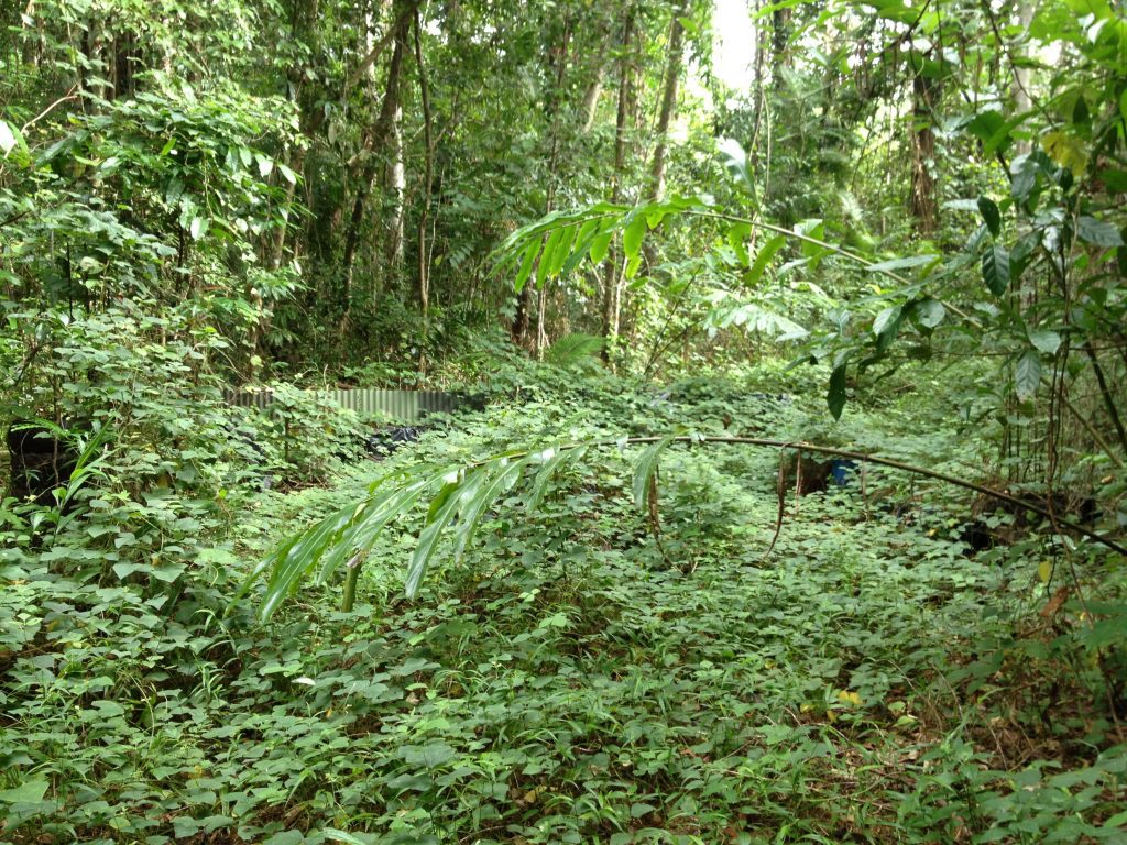 Rainforest Rescue - Weapons in the War on Weeds - Weed Management