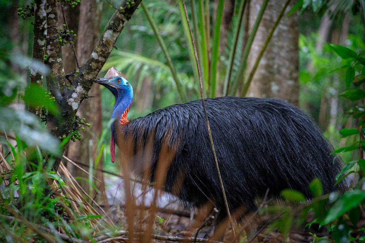 Ecology & Habitat - Save the Cassowary - Rainforest Rescue