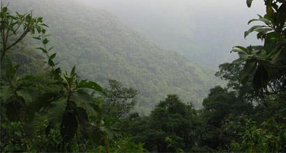 Preserving Ecuador's Cloud Forests - News - Rainforest Rescue