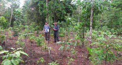 Rainforest Rescue News - Success of Large Scale Rainforest Restoration