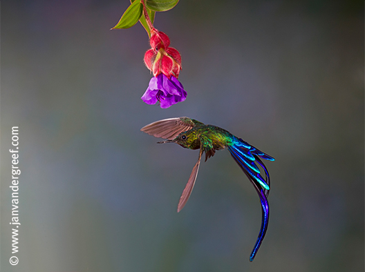 Rainforest Rescue News - Hummingbirds of Ecuador Cloud Forests