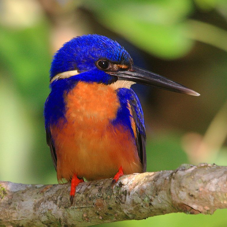 Kingfisher цвет