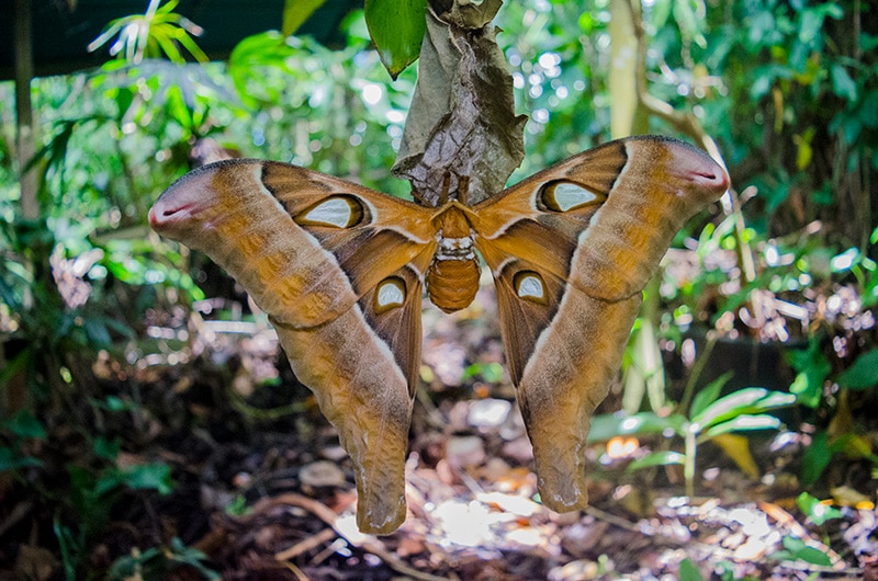 The Hercules Moth: The Moth That Doesn't Eat - Australian