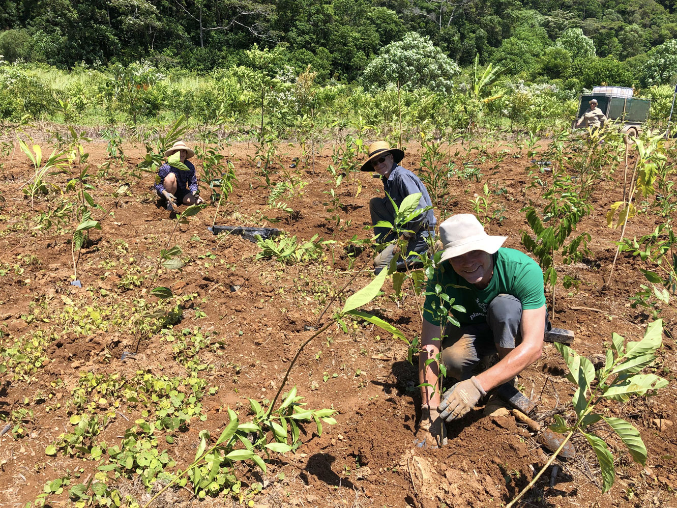 A 1000 more trees for the emerging Daintree - Rainforest Rescue