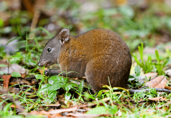 Critter Corner - Musky Rat-Kangaroo - Rainforest Rescue News