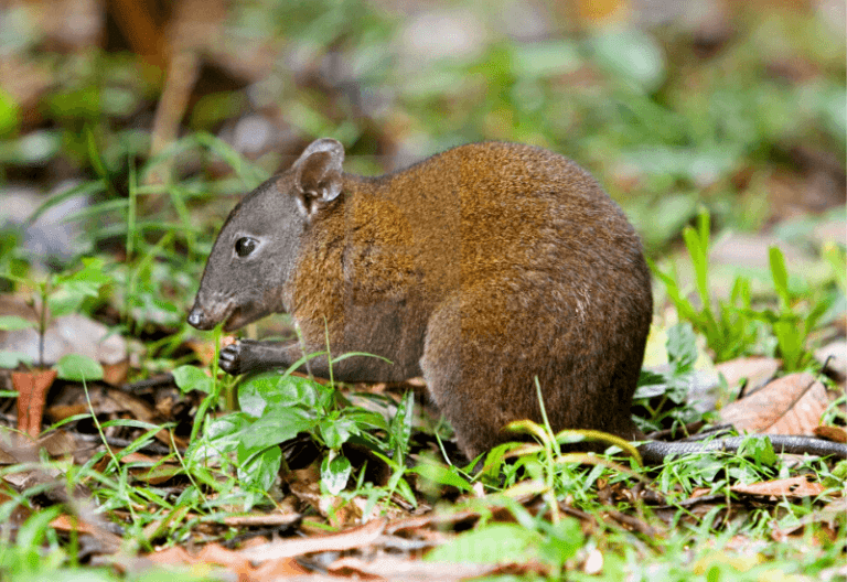 Rat kangaroo фото