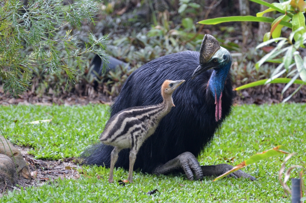 Cassowary with Chick © Robert Tidey