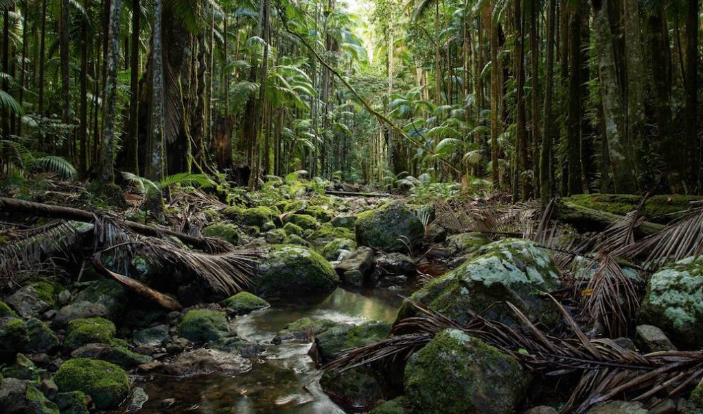 Rainforest Rescue News Big Scrub Rainforest Day 2020