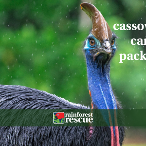 ecard cassowary care package