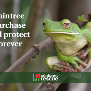 ecard daintree purchase and protect forever (frog)