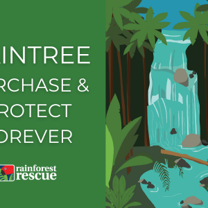 ecard daintree purchase and protect