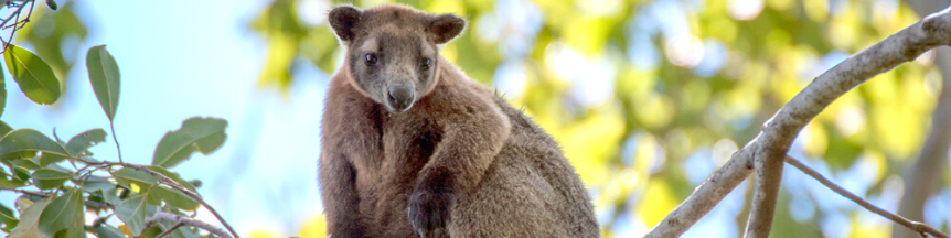 Rainforest Rescue News - Critter Corner - Tree Kangaroos