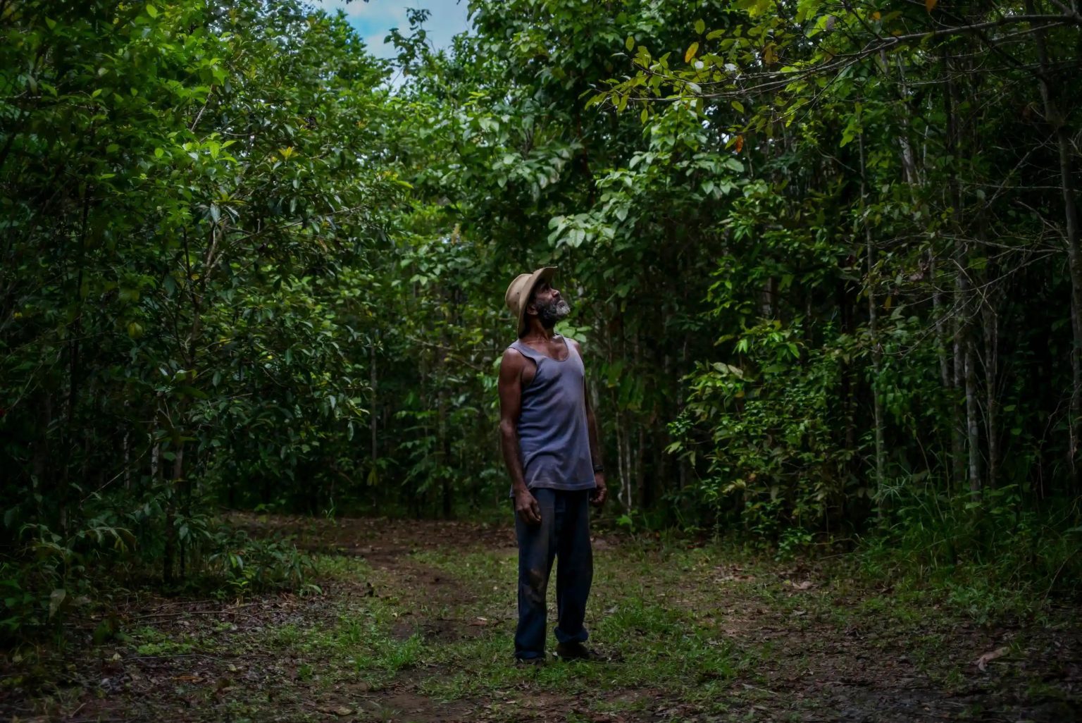 In the Guardian: ‘This is how it should be’: replanting the Daintree