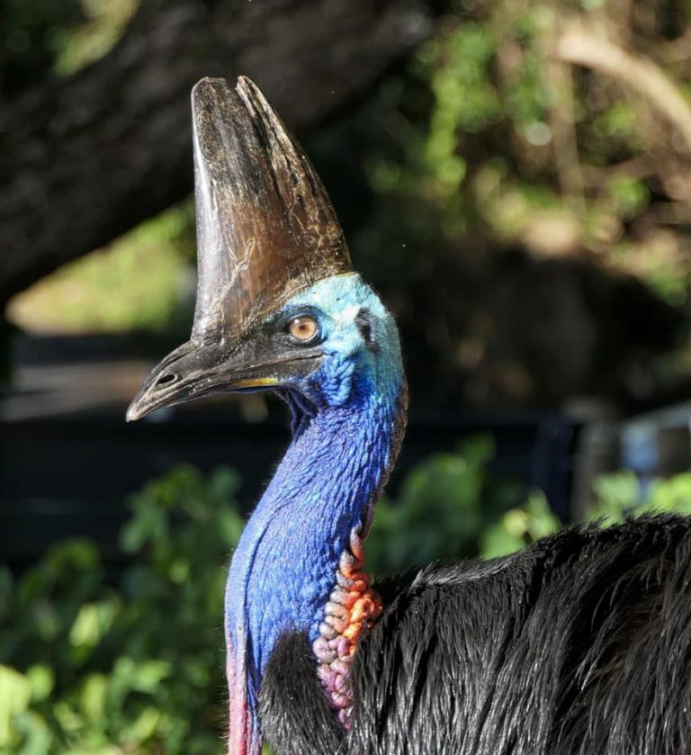 The Cassowary Trail - News - Rainforest Rescue