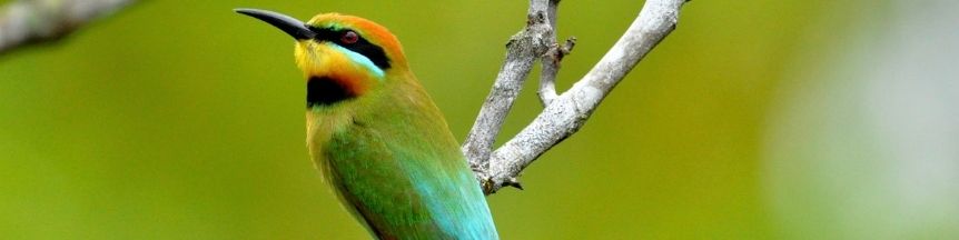 Critter Corner - Rainbow Bee-eater - Rainforest Rescue News