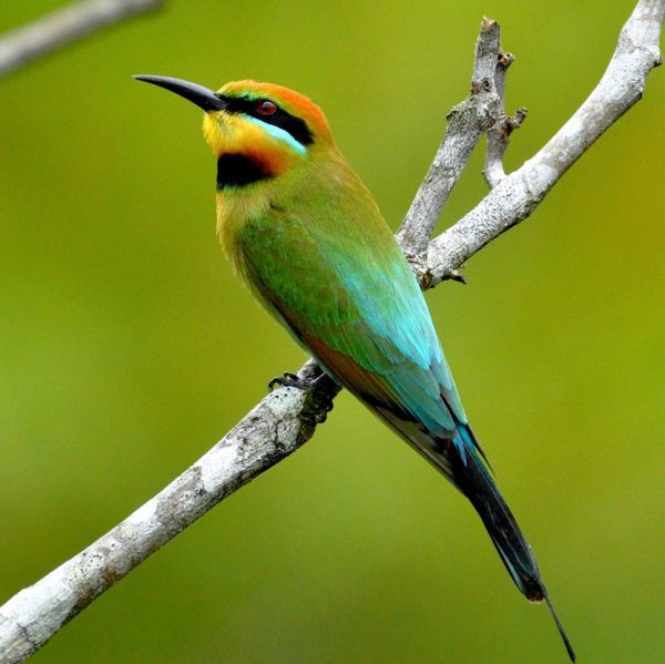 Critter Corner - Rainbow Bee-eater - Rainforest Rescue News