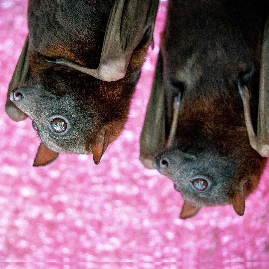 Batty conversation with long-time friends of Rainforest Rescue