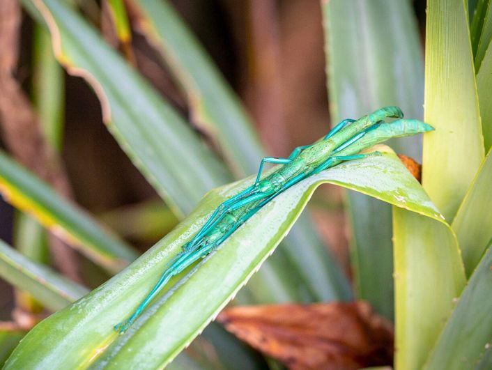 Peppermint Stick Insect - Martin Stringer Photography