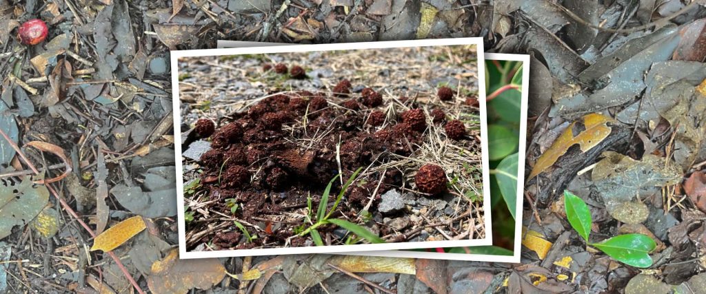 Elaeocarpus grandis