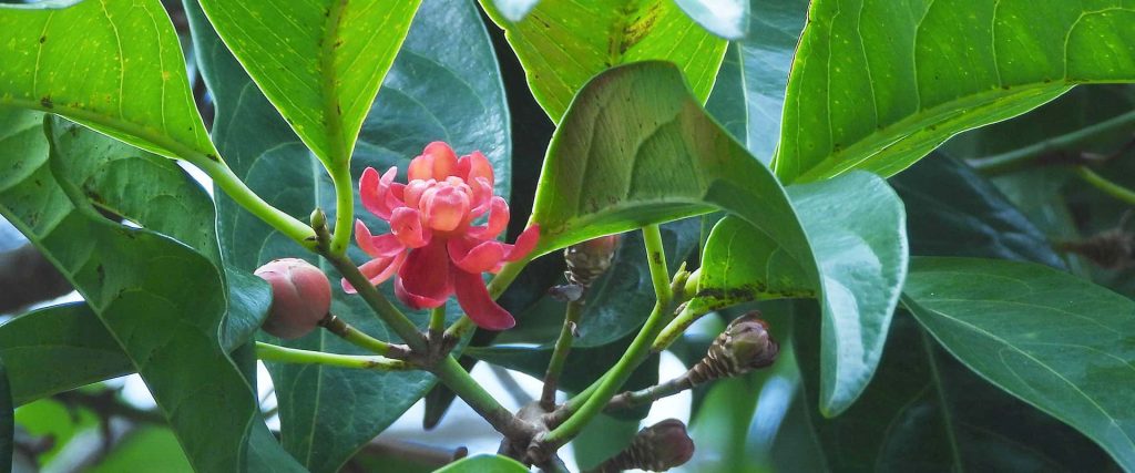 Idiospermum australiense flowers