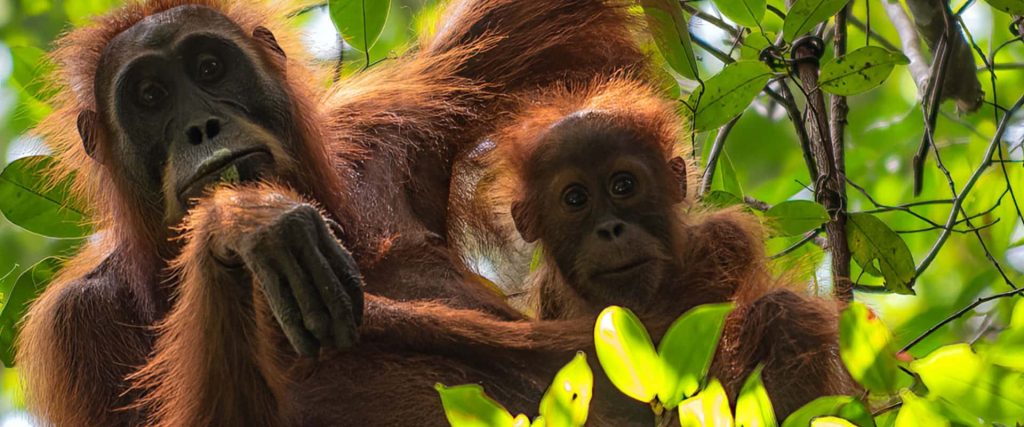 International Impact – Indonesia and the Sumatran Orangutans