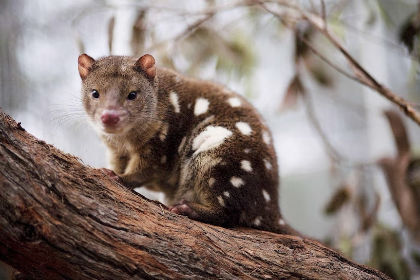 Spotted-tailed quoll © Lucia Griggi