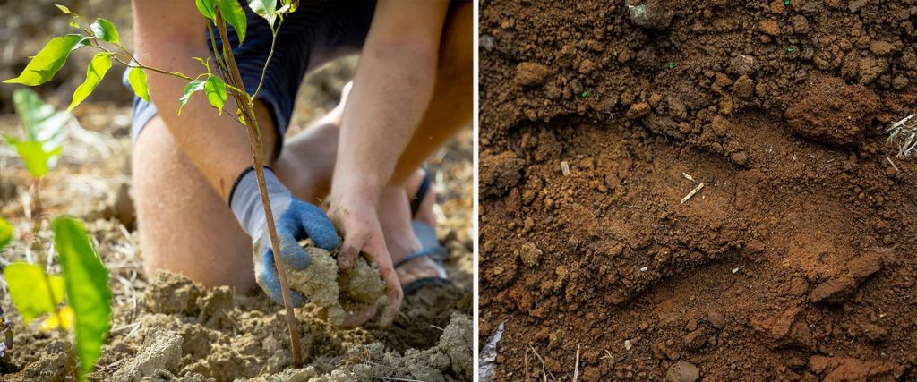 soil-restoration-planting-cassowary-min