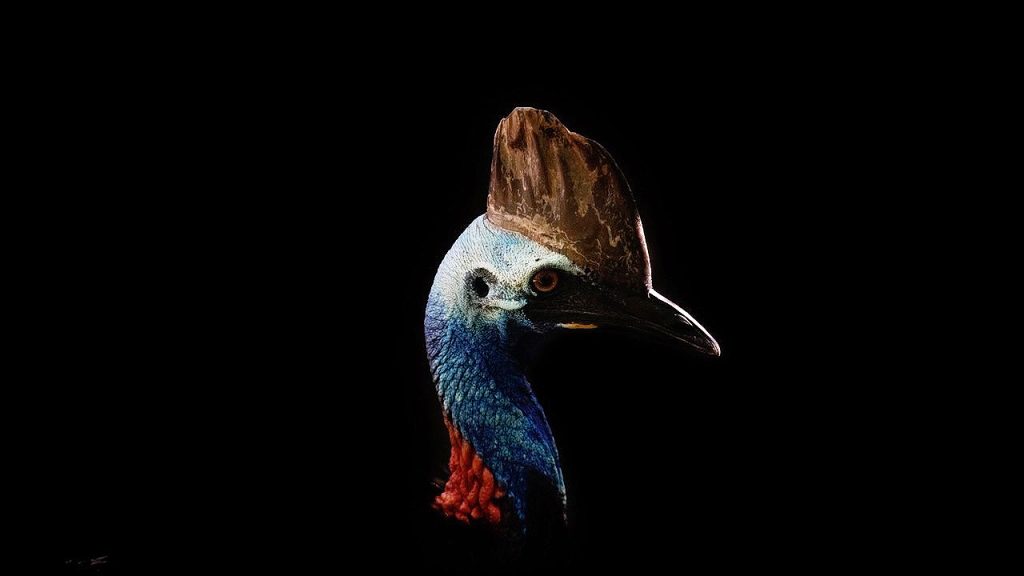 Southern Cassowary in the Daintree Rainforest, image taken by Jasmine Carey.