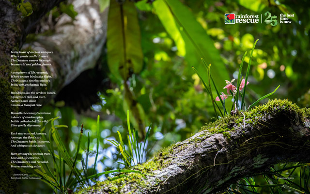 Downloadable Daintree Rainforest wallpaper – Image by Jasmine Carey.