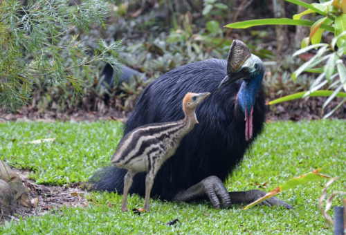 Cassowary with Chick © Robert Tidey