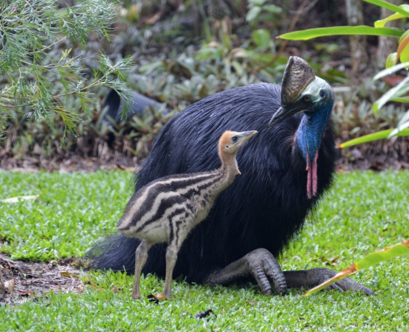 Cassowary with Chick © Robert Tidey