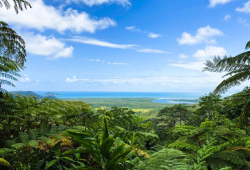 Daintree Rainforest