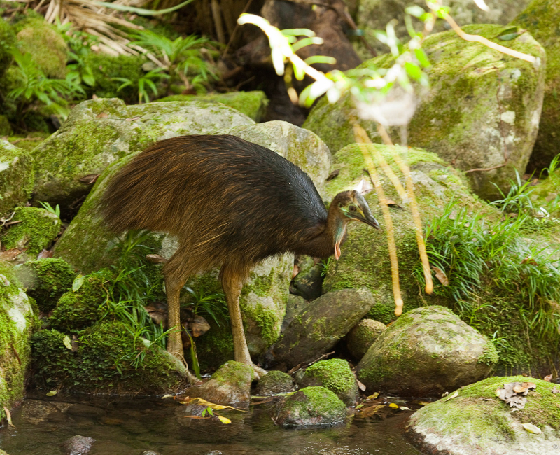 web-banner-cassowary-chick-daintree-andrew-gregory